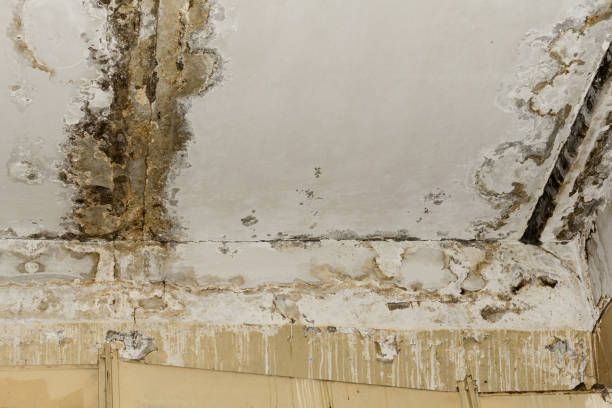 Mold Remediation for Rental Properties in Young Harris, GA