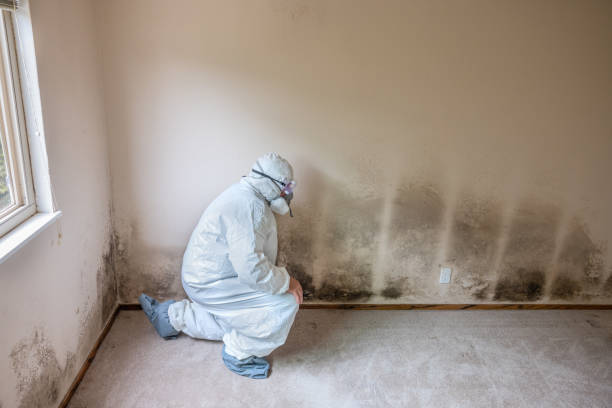 Mold Odor Removal Services in Young Harris, GA